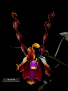 Dendrobium lasianthera