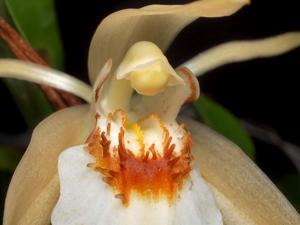 Coelogyne lawrenceana