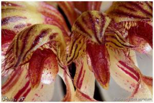 Bulbophyllum auratum