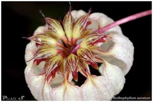 Bulbophyllum auratum