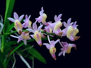 Aerides odorata