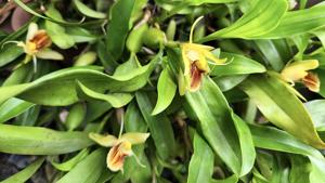 Coelogyne fimbriata