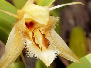 Coelogyne fimbriata