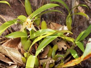 Coelogyne fimbriata