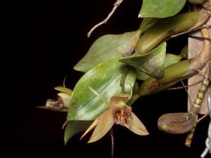 Coelogyne fimbriata