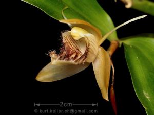 Coelogyne fimbriata