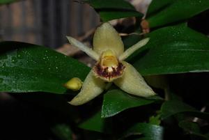 Coelogyne fimbriata