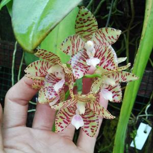 Phalaenopsis kapuasensis