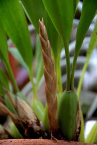 Coelogyne flaccida