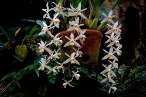 Coelogyne flaccida
