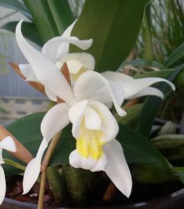 Coelogyne flaccida