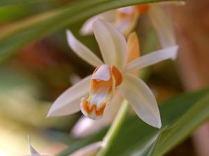 Coelogyne flaccida