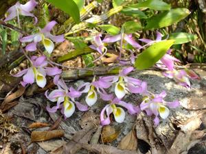 Dendrobium tortile