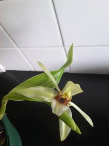 Coelogyne fragrans