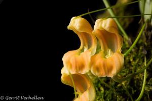 Masdevallia prodigiosa