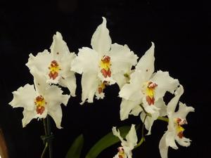 Oncidium alexandrae