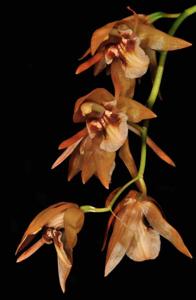 Coelogyne fuscescens
