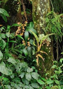 Coelogyne fuscescens