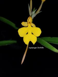 Habenaria rhodocheila subsp. rhodocheila