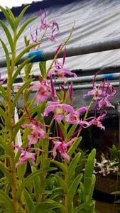 Dendrobium leporinum