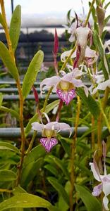 Dendrobium leporinum