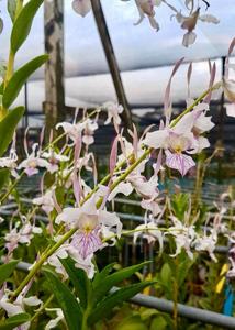 Dendrobium leporinum