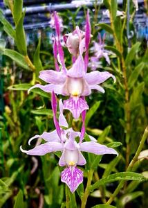 Dendrobium leporinum