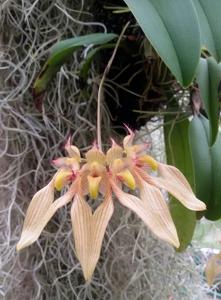 Bulbophyllum annandalei