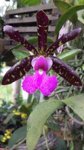 Cattleya aclandiae