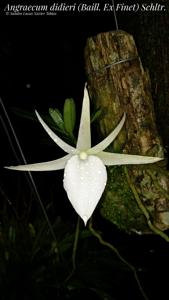 Angraecum didieri