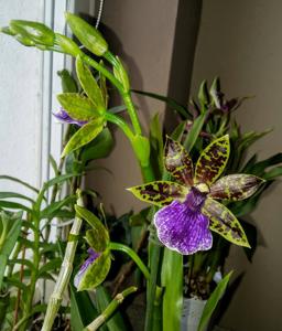 Zygopetalum maculatum