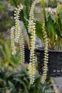 Coelogyne cobbiana