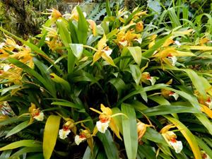 Coelogyne lawrenceana