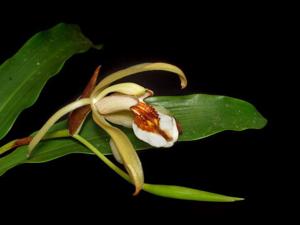 Coelogyne lawrenceana