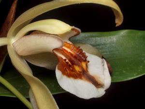 Coelogyne lawrenceana