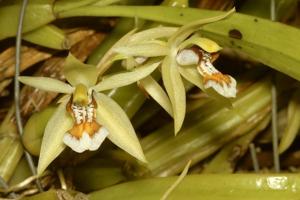 Coelogyne lentiginosa