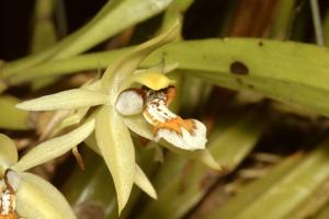 Coelogyne lentiginosa