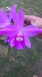 Cattleya sincorana