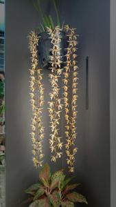 Coelogyne pulverula
