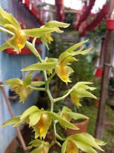Catasetum triodon