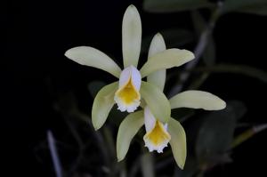 Cattleya forbesii