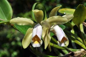 Cattleya forbesii