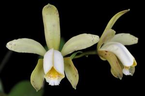 Cattleya forbesii