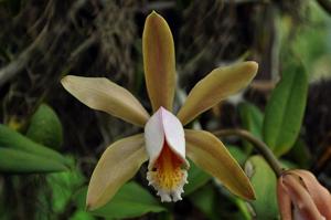 Cattleya forbesii