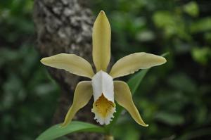 Cattleya forbesii
