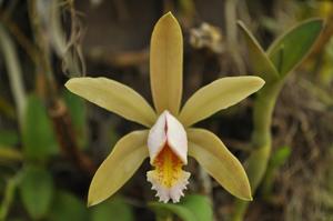 Cattleya forbesii