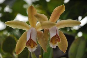 Cattleya forbesii