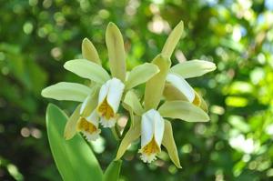 Cattleya forbesii