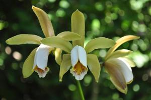 Cattleya forbesii