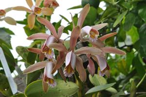 Cattleya forbesii